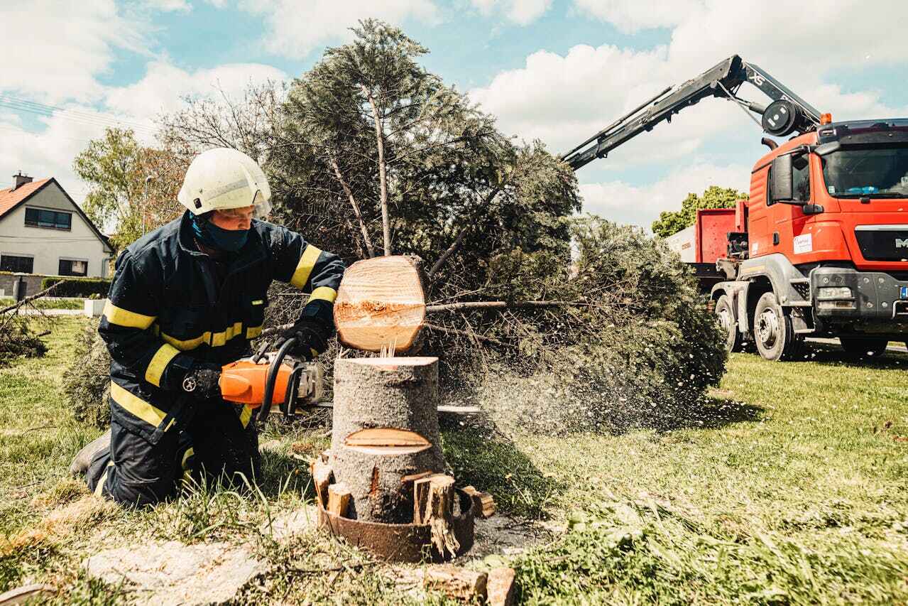 The Steps Involved in Our Tree Care Process in Stratmoor, CO